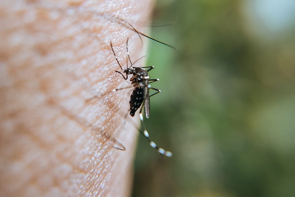 consigli e prodotti contro le punture di zanzara